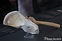 VBS_3064 - Articolazione dell'anca - Mostra Body Worlds